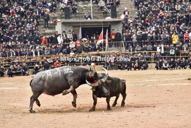 贵州队在激烈角逐中取得优势,铸就辉煌 贵州队在激烈角逐中取得优势,铸就辉煌